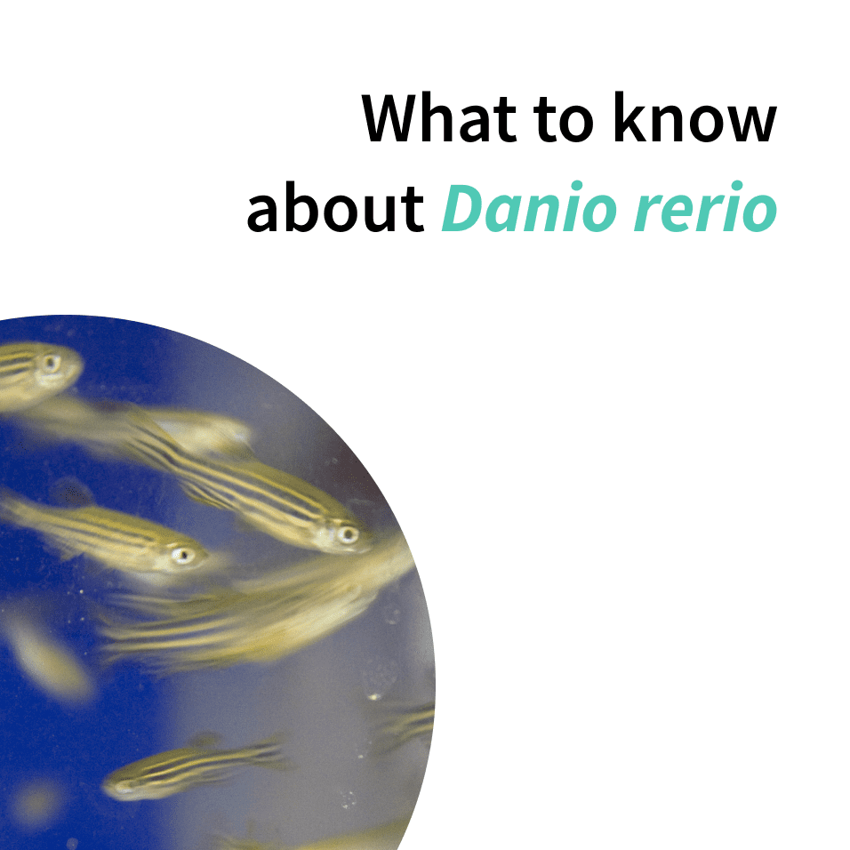 What to know about Danio Rerio? | Biobide